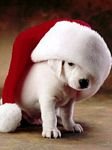 pic for Xmas Doggy